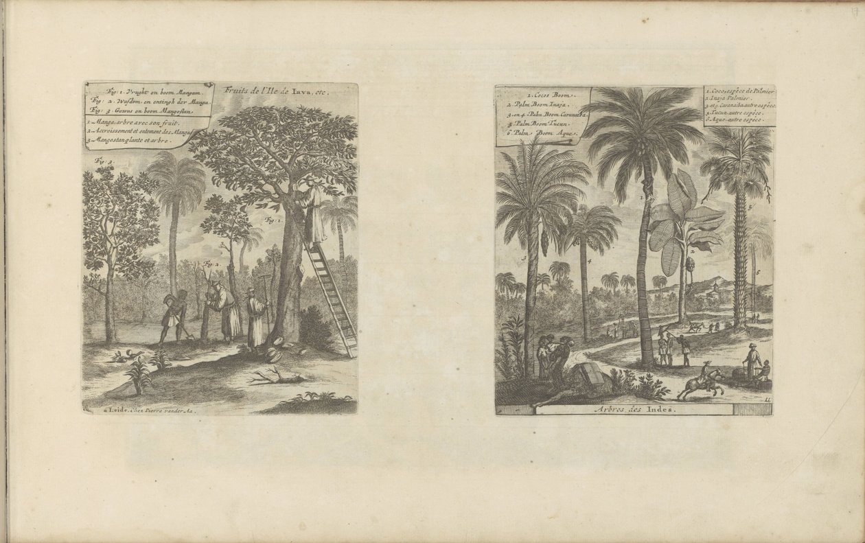 Landschappen laittaa mangobomen, kokos-en palmbomen Jaavan saaren hedelmät jne / Trees of India (otsikko esineessä) Itä- ja Länsi-Intia ja muut paikat (sarjan nimi) tekijältä Romeyn de Hooghe