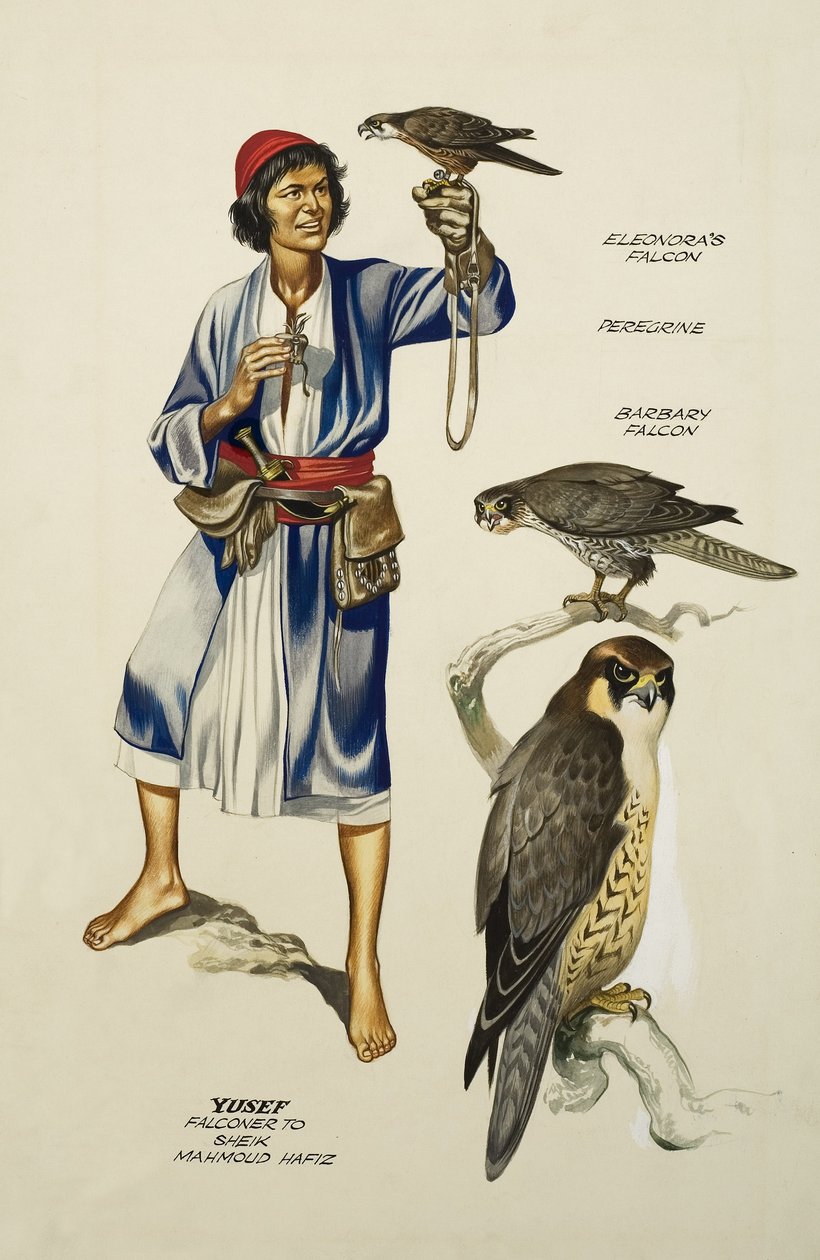 Yusef, Falconer Sheik Mahmoud Hafizille (guassia paperille). tekijältä Ron Embleton