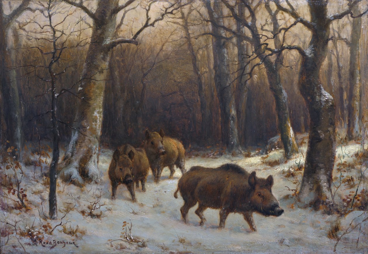 Ranskalainen:  Sangliers dans la neige Villisikoja lumessa. tekijältä Rosa Bonheur