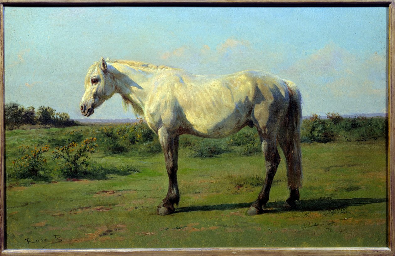 Valkoinen hevonen pre. Rosa Bonheurin (1822-1899) maalaus tekijältä Rosa Bonheur