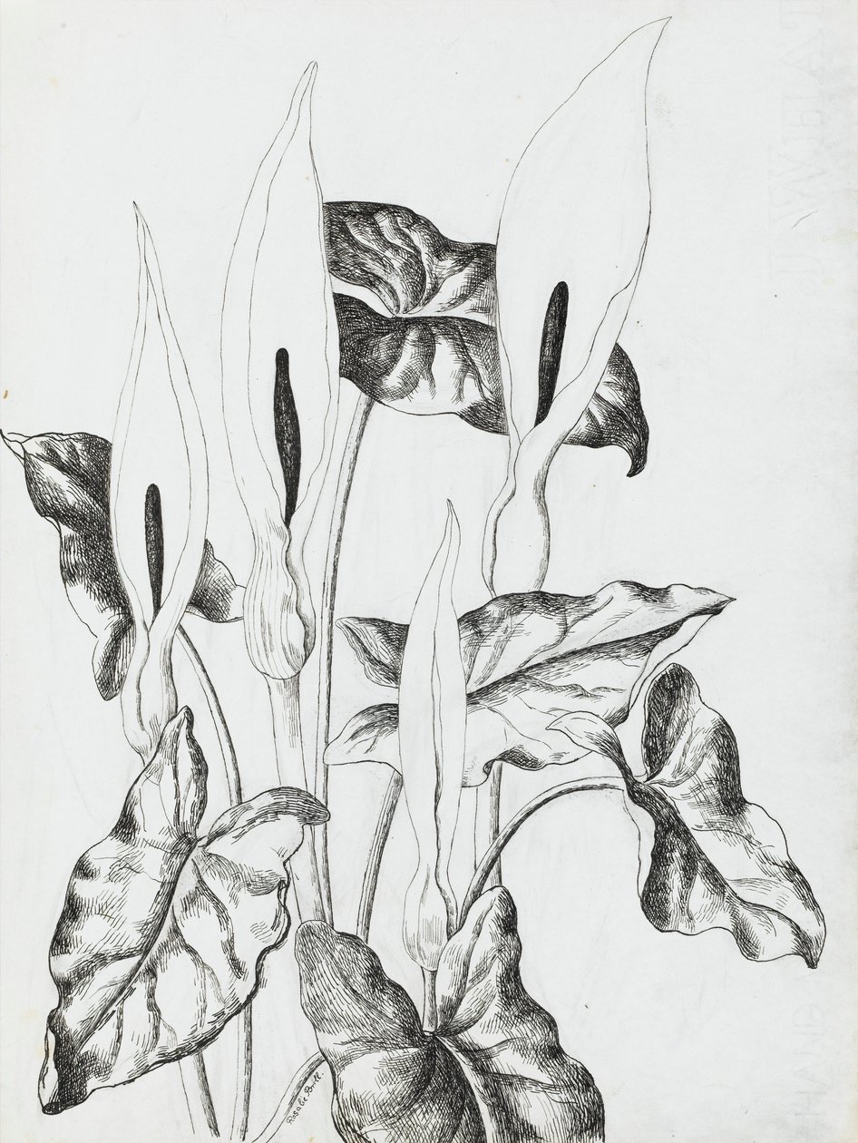 Arum Liljat tekijältä Rosalie Brill