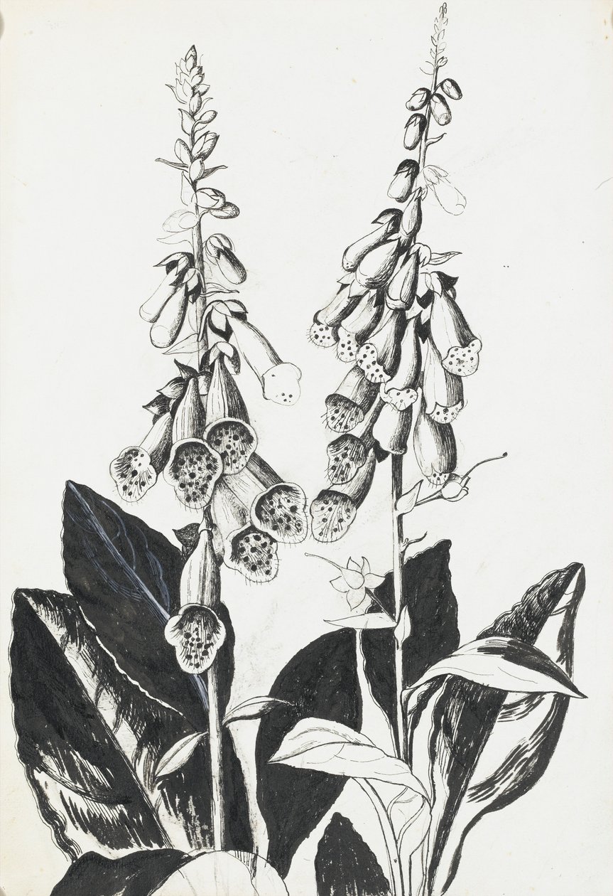 Foxgloves tekijältä Rosalie Brill