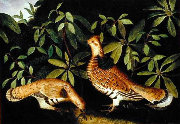 Kaksi metsäkanalintua aluskasvillisuudessa tekijältä Rubens Peale
