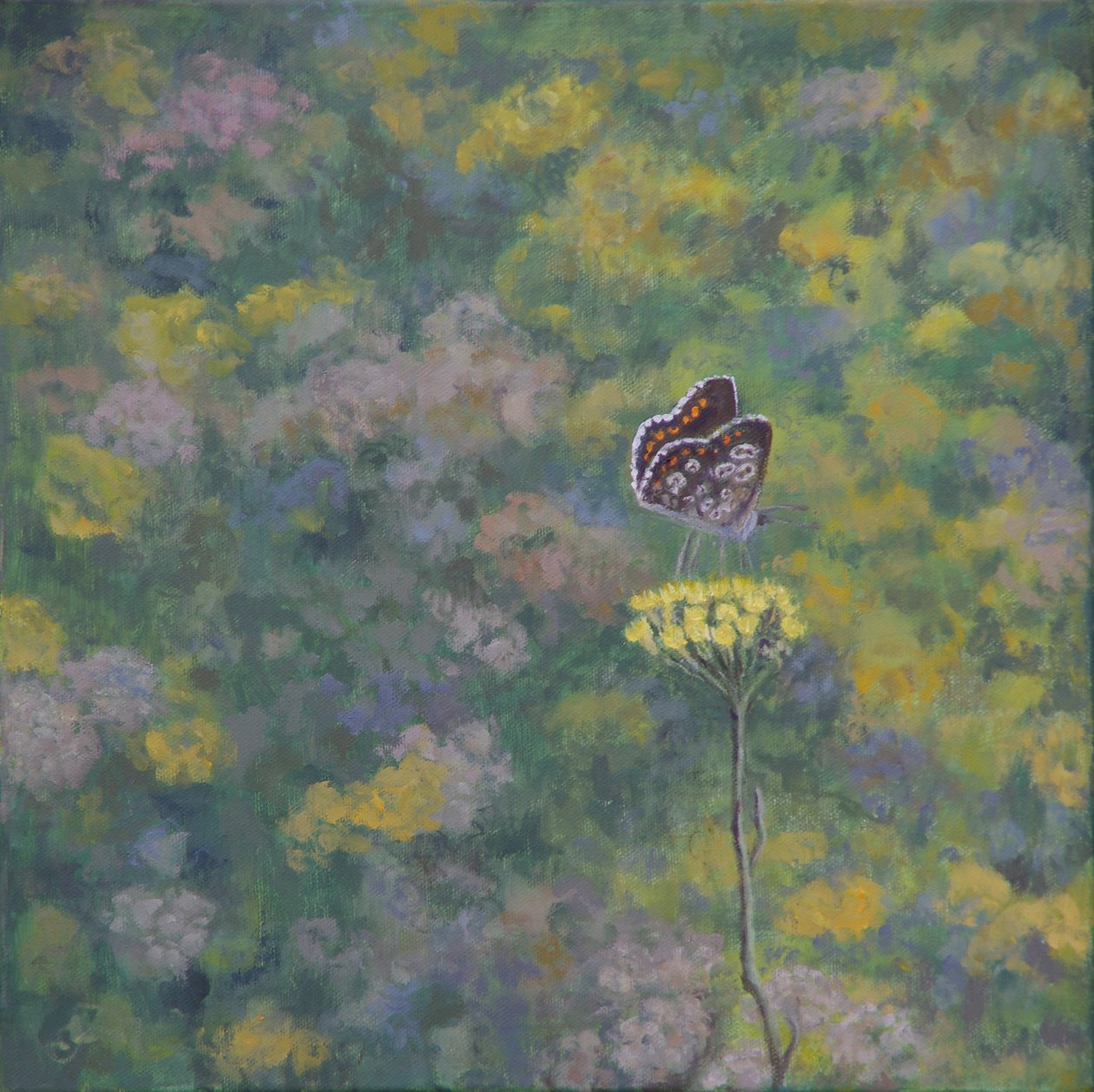 Brown Argus (kuvan jälkeen: Sara Crow) tekijältä Ruth Addinall