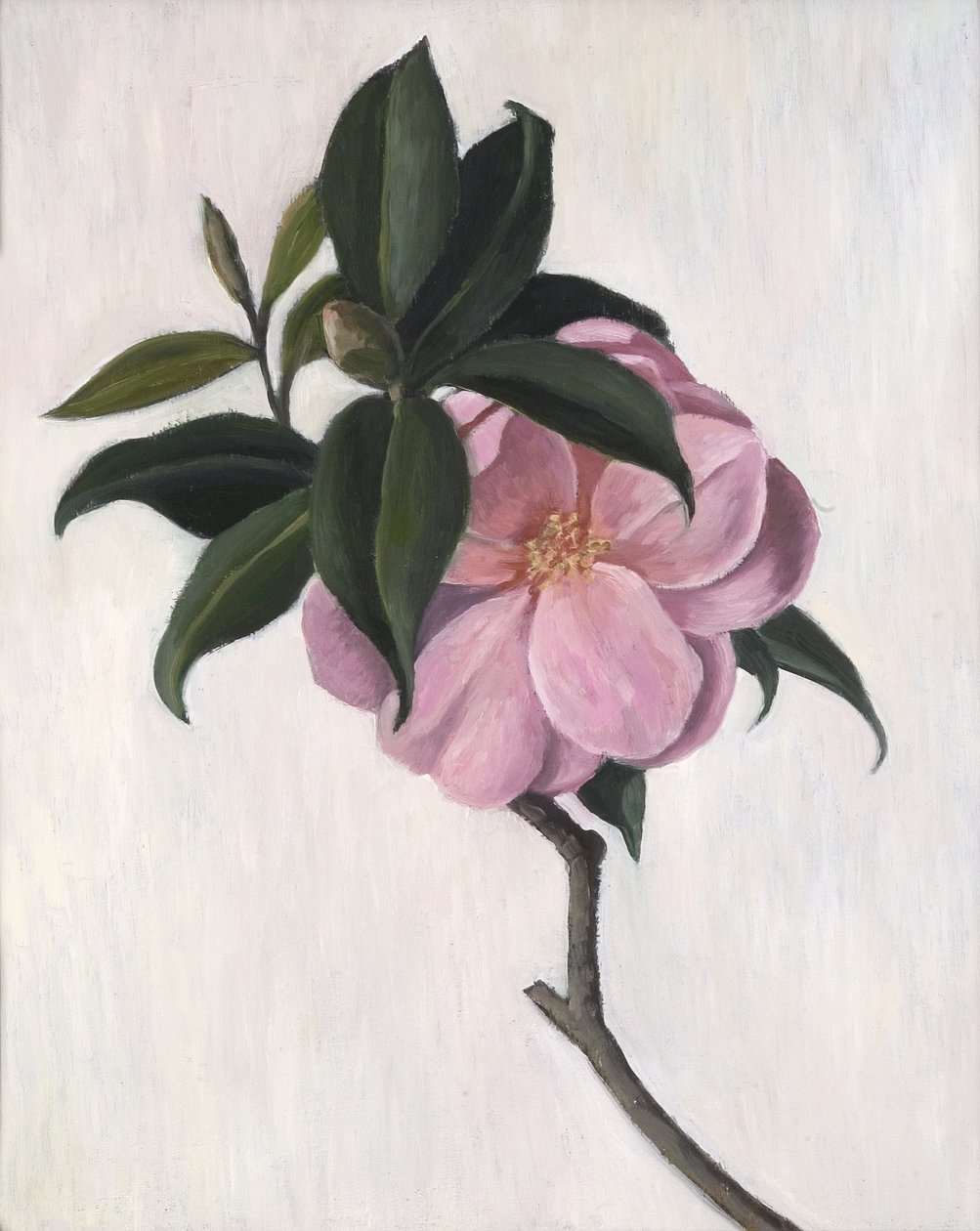 Camellia, 1998 tekijältä Ruth Addinall
