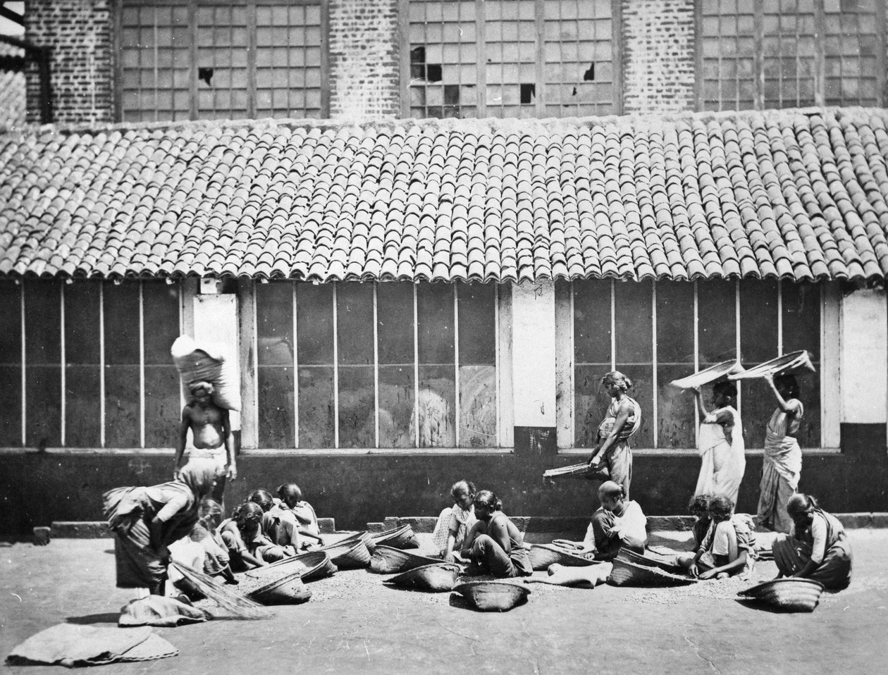 Puhdistus- ja lajittelukahvi, Colombo, 1870 tekijältä S. and Shepherd, C. Bourne