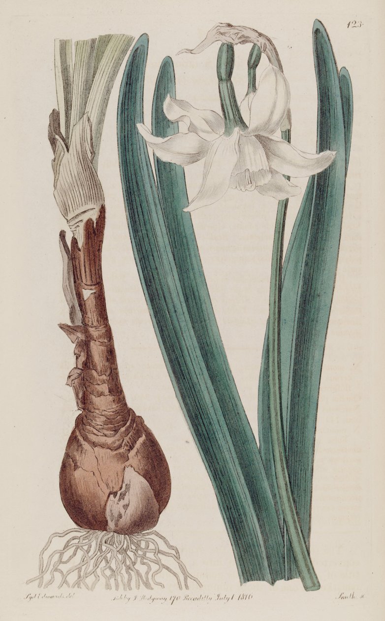 Narcissus × poculiformis, kuten Narcissus montanus tekijältä S. Edwards