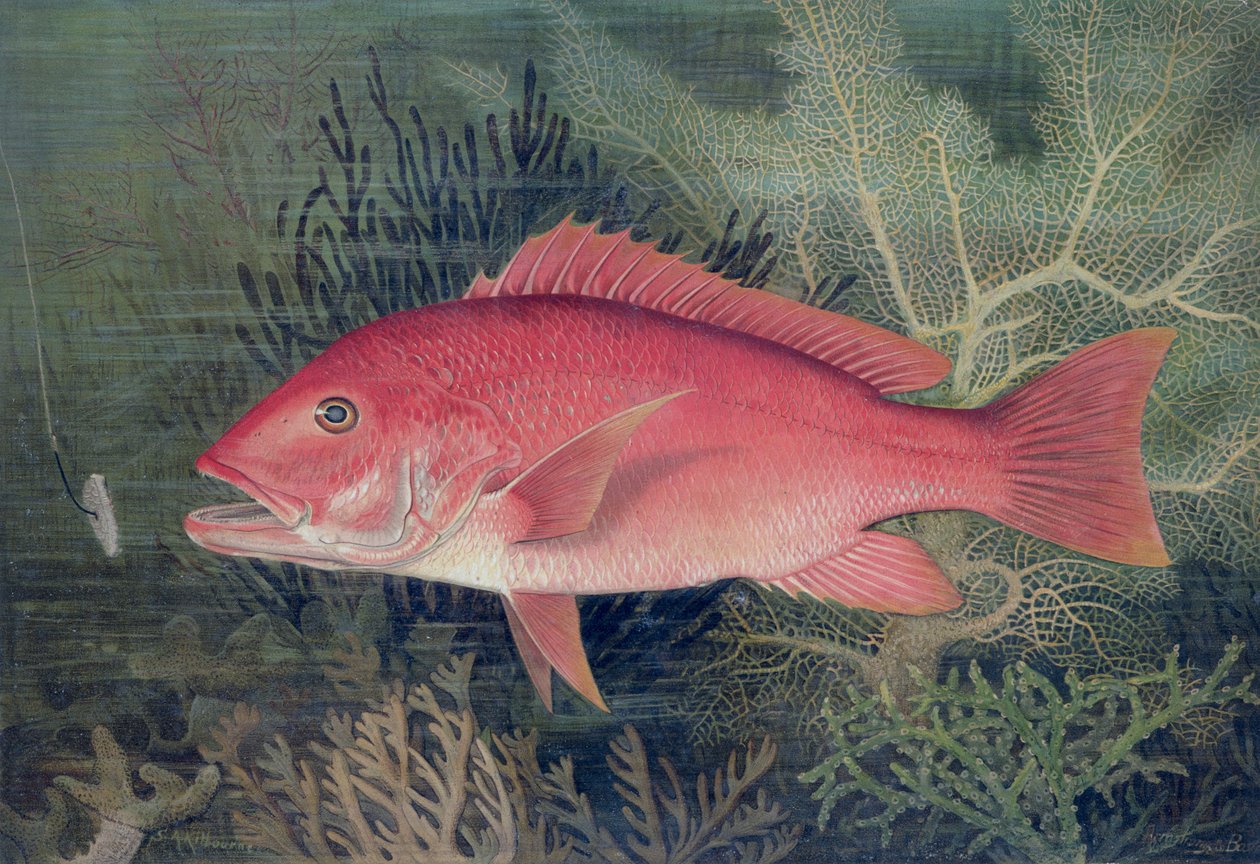 Red Snapper, julkaisusta Game Fishes of the United States, julkaistu 1878 (chromolitho) tekijältä S.A. Kilbourne