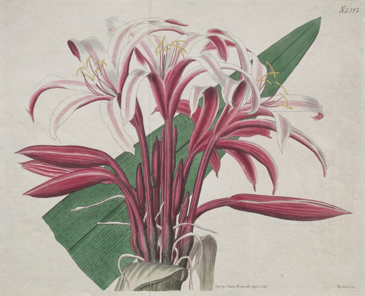 Kasvitieteellinen aikakauslehti tai kukkapuutarha esillä: Stately Crinum tekijältä S. Curtis