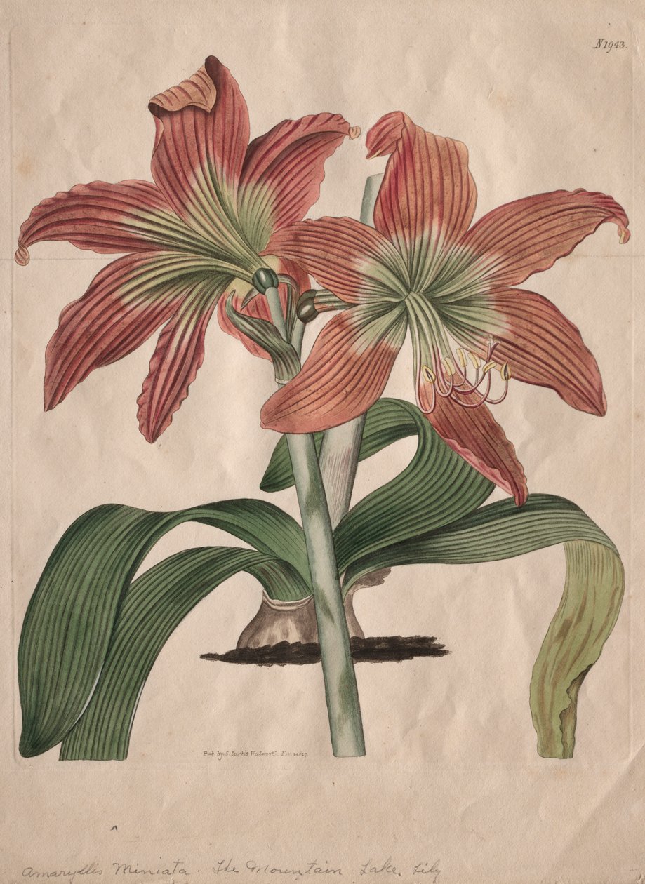 Kasvitieteellinen aikakauslehti tai kukkapuutarha, esillä: Mountain Lake Lily, 1827. tekijältä S. Curtis