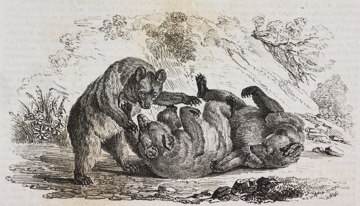 Asturian karhut, Espanja, Salvatore Puglian litografia Poliorama Pittorescosta, n:o 9, 7. lokakuuta tekijältä Salvatore Puglia