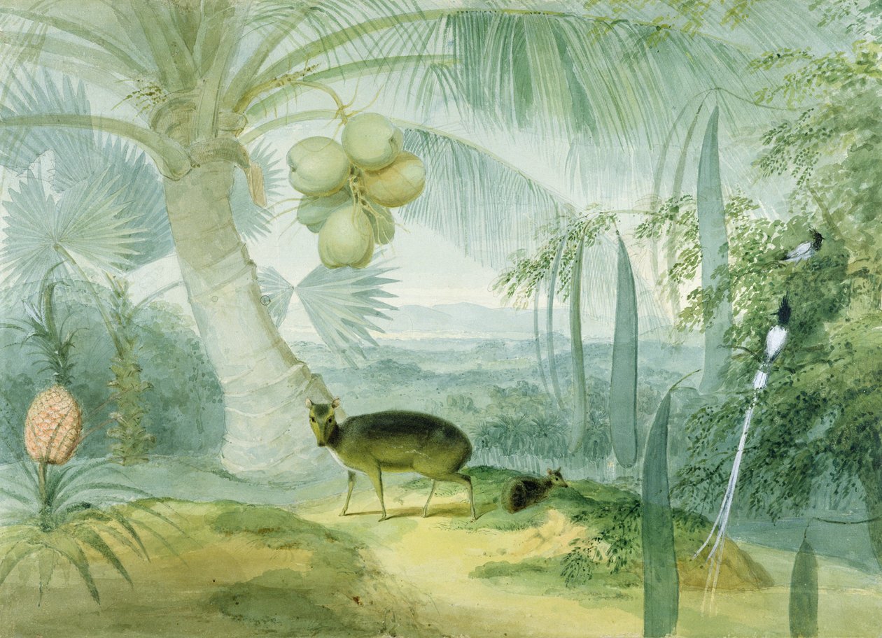 Maisema Ceylonissa, haukkuva peura ja fawn sekä paratiisiperhosieppari, n. 1808-11 tekijältä Samuel Daniell