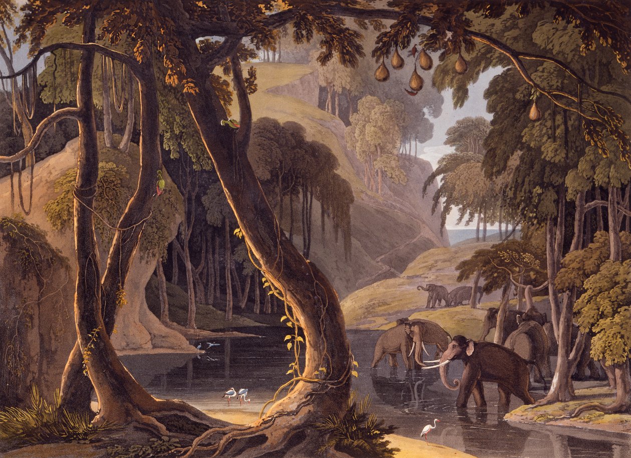 Kohtaus Tsitsikamassa - norsuja, joilla on sarvet altaalla, elokuvasta "Afrikkalainen maisema ja eläimet", 1804-05 tekijältä Samuel Daniell