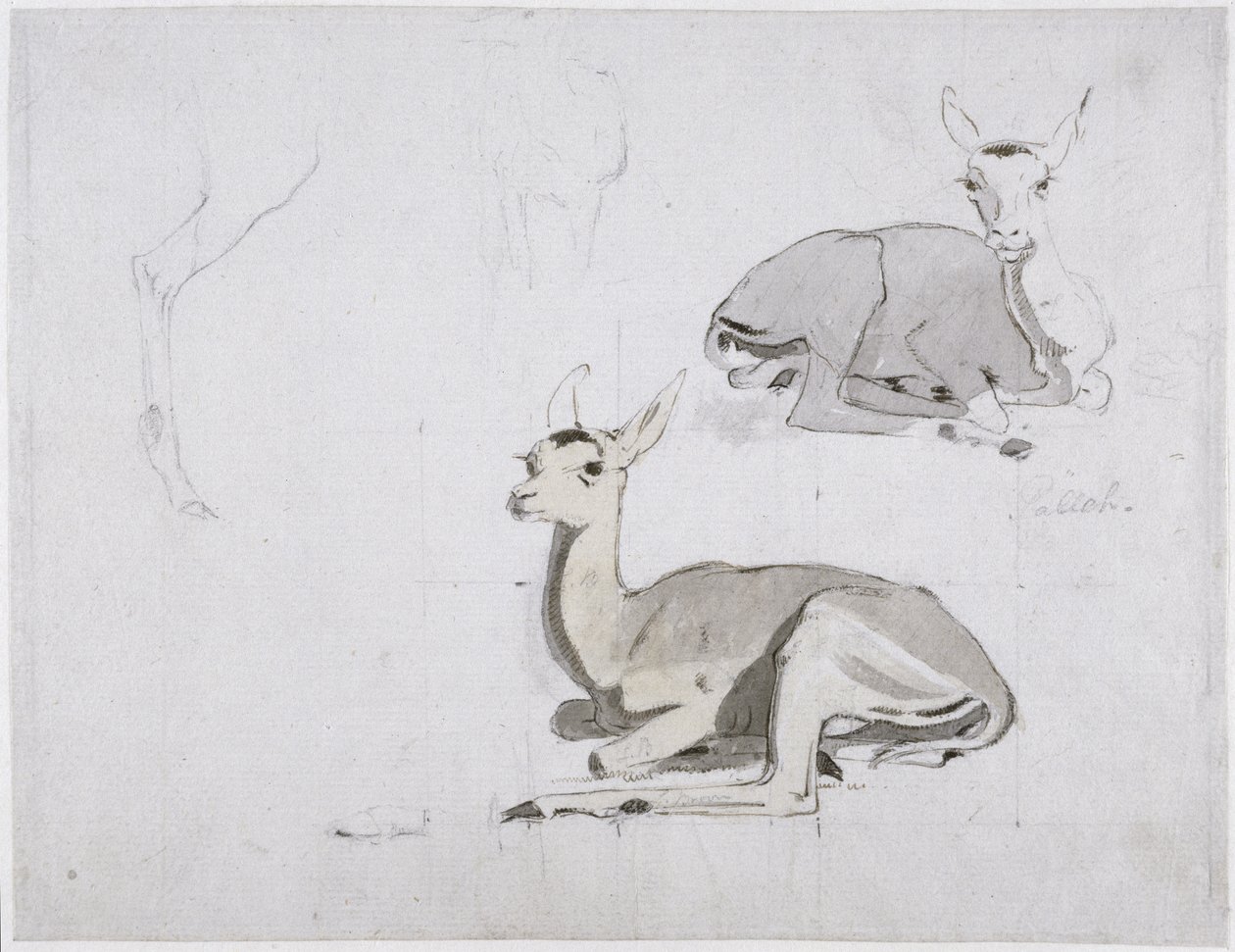 Tutkimuksia nuorten Pallah Deer Resting, n. 1802 (wc ja grafiitti paperilla) tekijältä Samuel Daniell