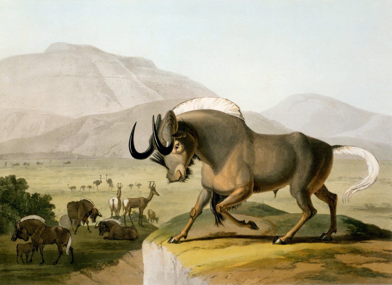 Gnoo, 1804 tekijältä Samuel Daniell