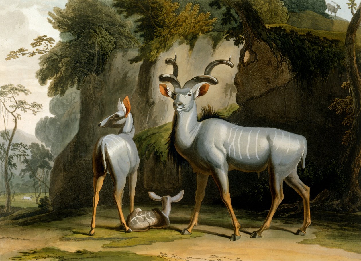 Koodoo, 1804 tekijältä Samuel Daniell