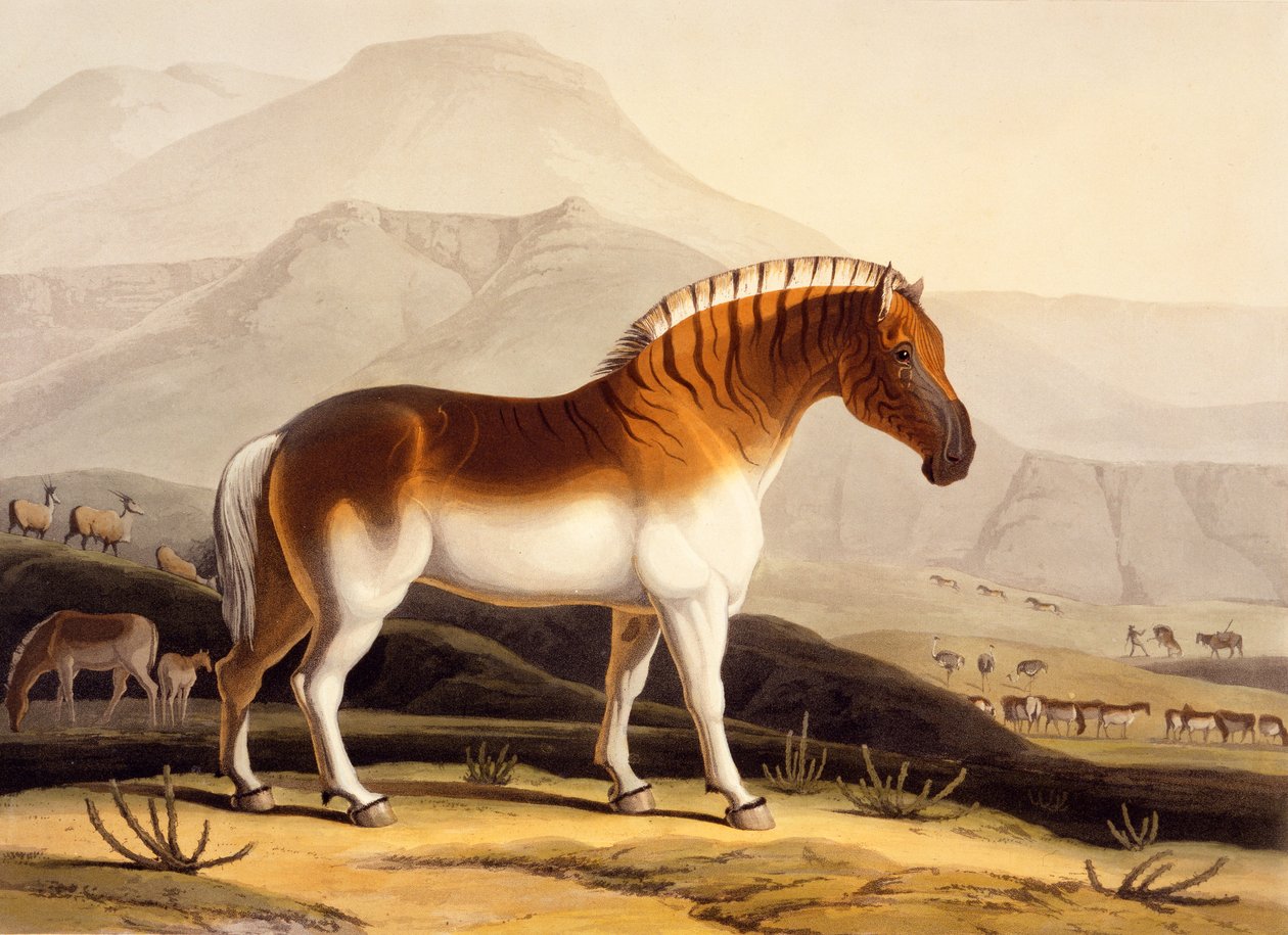 The Quahkah, elokuvasta "Afrikkalaiset maisemat ja eläimet", 1804-05 tekijältä Samuel Daniell