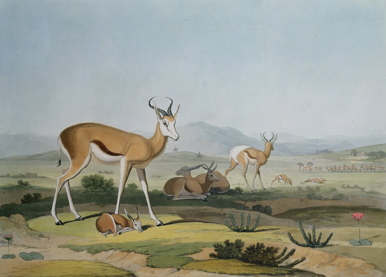 Spring-Bok tai Leaping Antelope, levy 18 Afrikan maisemista ja eläimistä, taiteilijan kaivertama, 1805 (värinen akvatinta) tekijältä Samuel Daniell