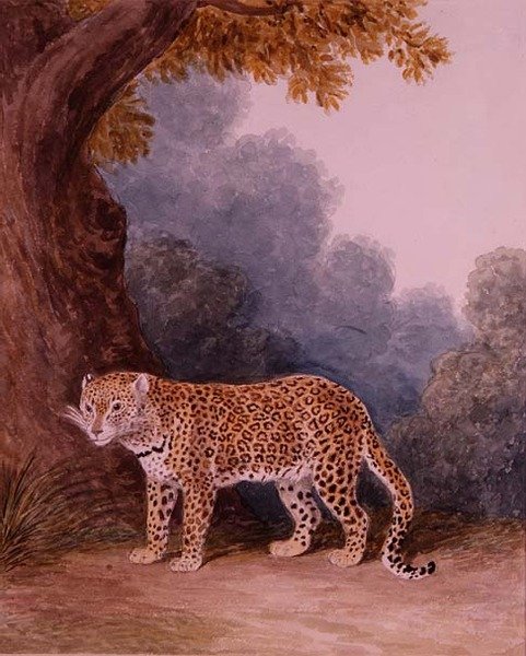 Leopard (wc paperilla) (katso myös 113159) tekijältä Samuel Howitt