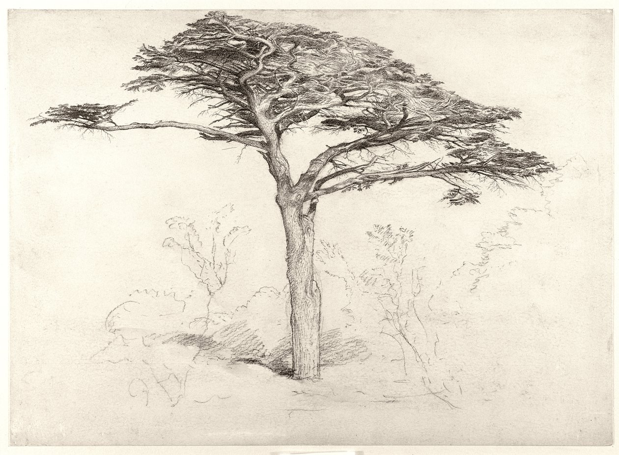 Vanha setripuu kasvitieteellisessä puutarhassa, Chelseassa, 1854 tekijältä Samuel Palmer