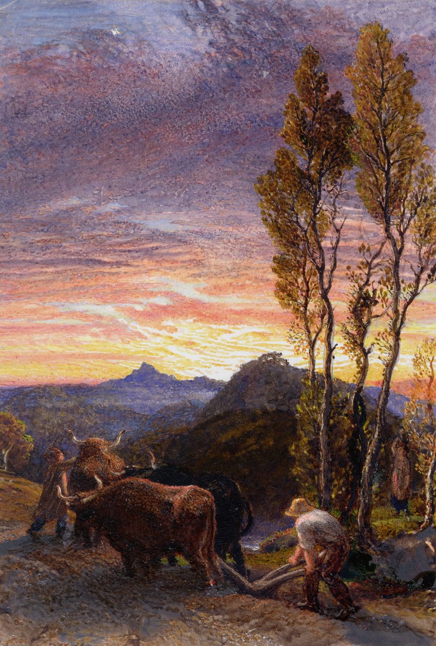 Härkä kyntää auringonlaskun aikaan tekijältä Samuel Palmer