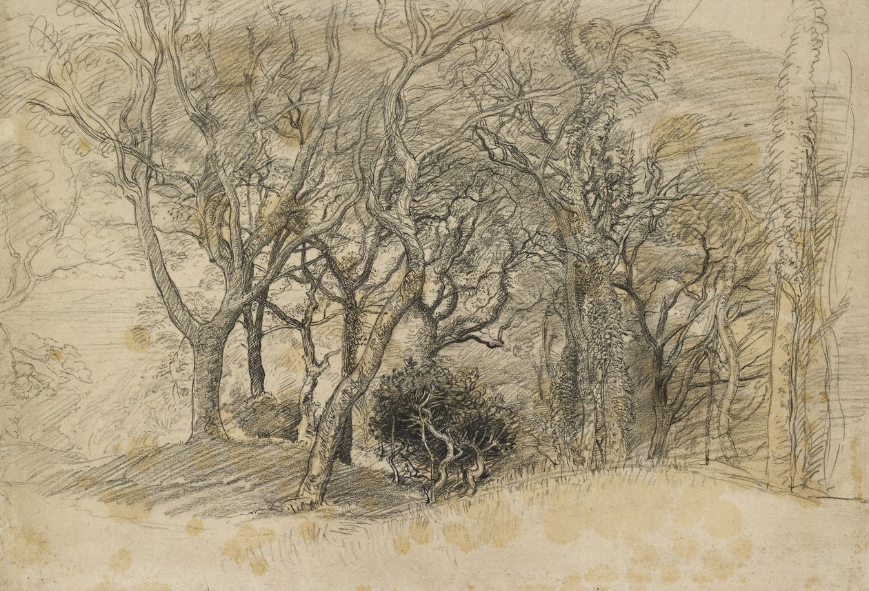 Study of Trees, Clovelly Park, 1834 (musta liitu vaalean harmahtavalla paperilla) tekijältä Samuel Palmer