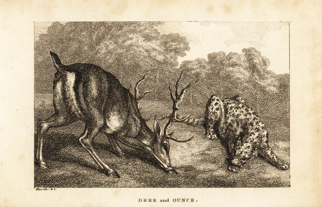 Tapaaminen polttarin, Cervus elaphusin ja lumileopardin, Panthera uncian välillä tekijältä Samuel (after) Howitt