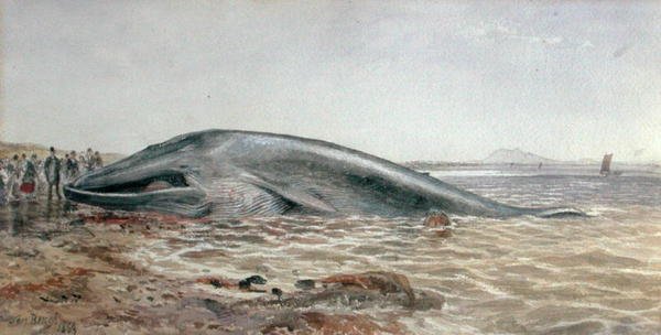 Aberlady-valas, Longriddy Bay tekijältä Samuel Bough