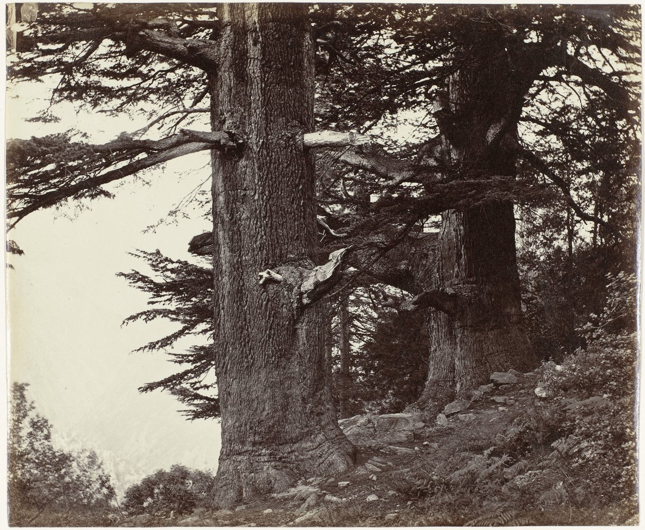 Twee cederbomen, Himachal Pradesh Deoddars 35 jalkaa ja 37 jalkaa ympärysmitta (alkuperäinen nimi) tekijältä Samuel Bourne (attributed to)
