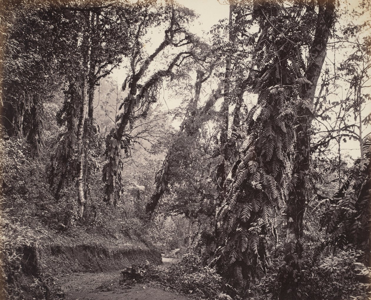 Darjeeling, metsämaisema ja Creepers, ja Tukvar Road tekijältä Samuel Bourne