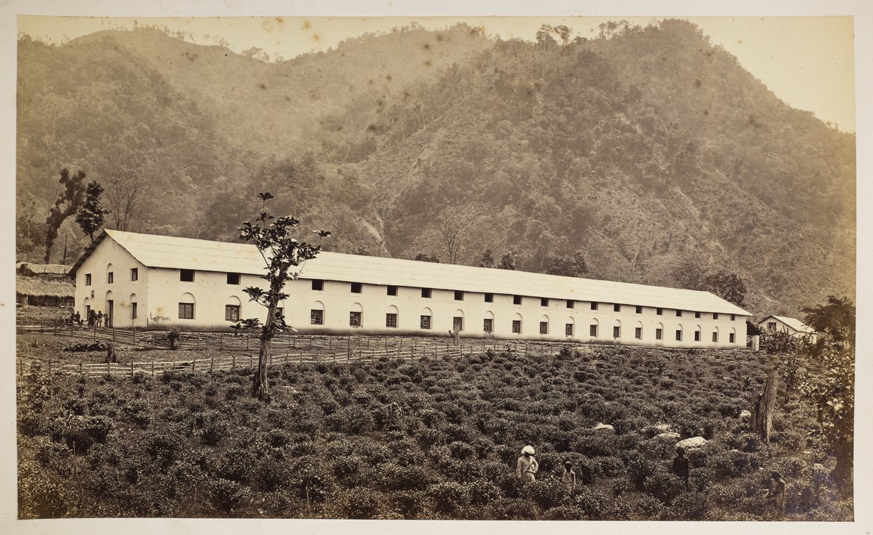 Selim Tea Estate, Darjeeling, uusi tehdas, alempi divisioona,  