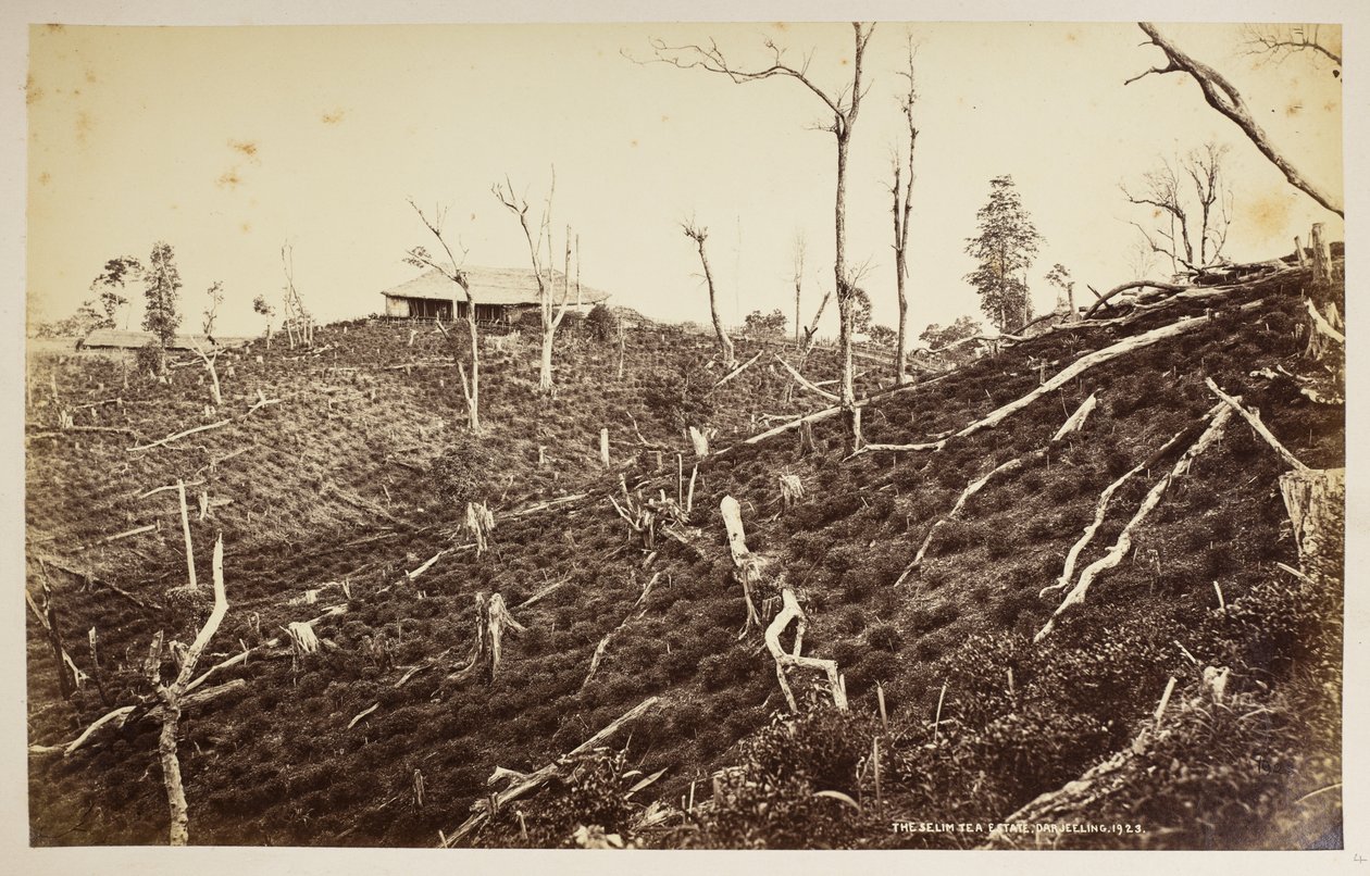 The Selim Tea Estate, Darjeeling,  de "Vistes de Darjeeling",  1860-1880,  (foto b/n) finlandès tekijältä Samuel Bourne