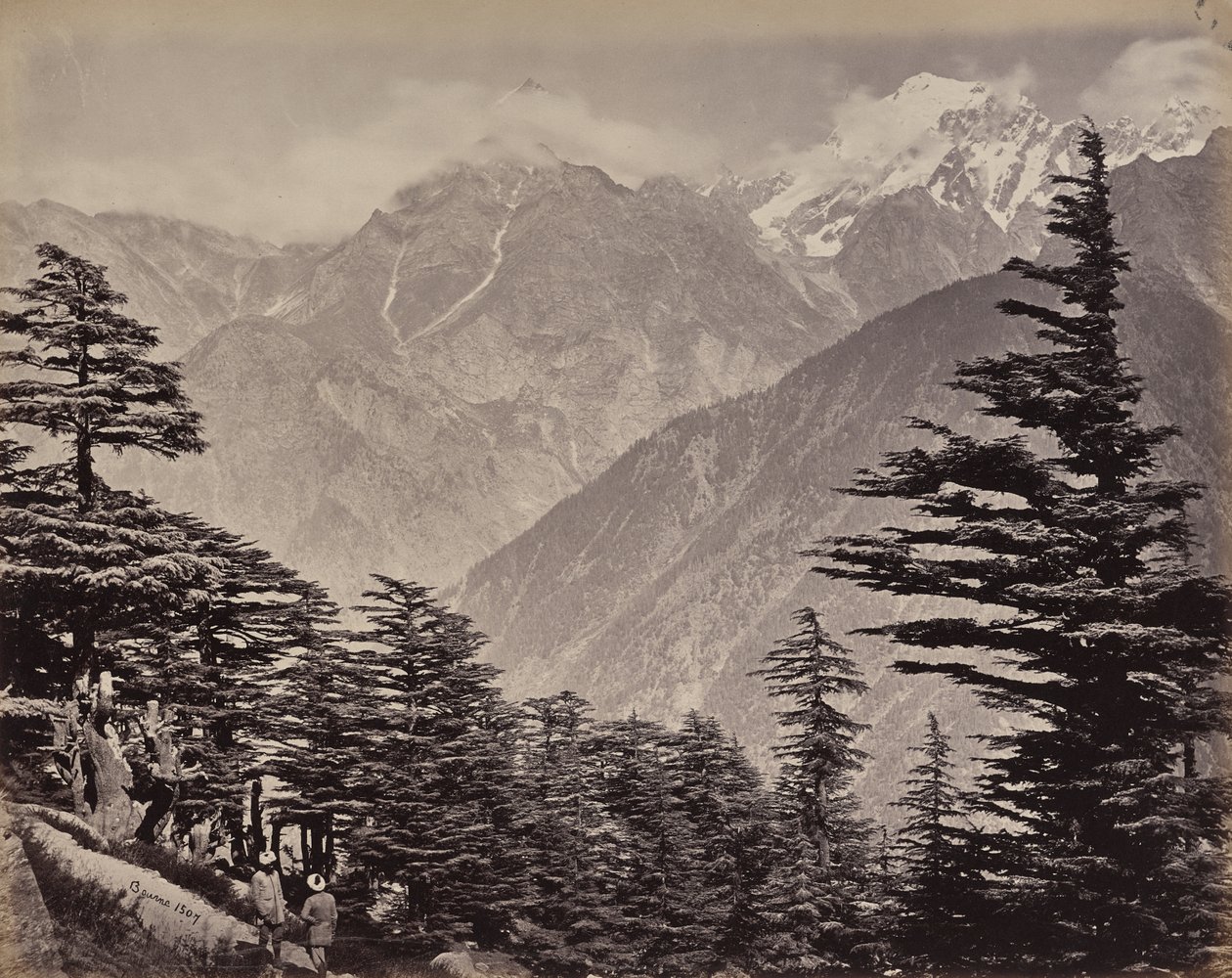 Ylempi Himalaja. Näkymä China Mountains -vuorten lähellä. Himalajansetrejä etualalla tekijältä Samuel Bourne