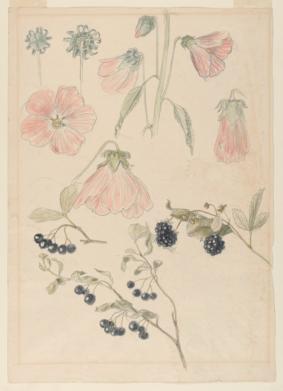 Estudis de detalls botànics: Hollyhocks, Blueberries i Blackberries finès tekijältä Samuel Colman
