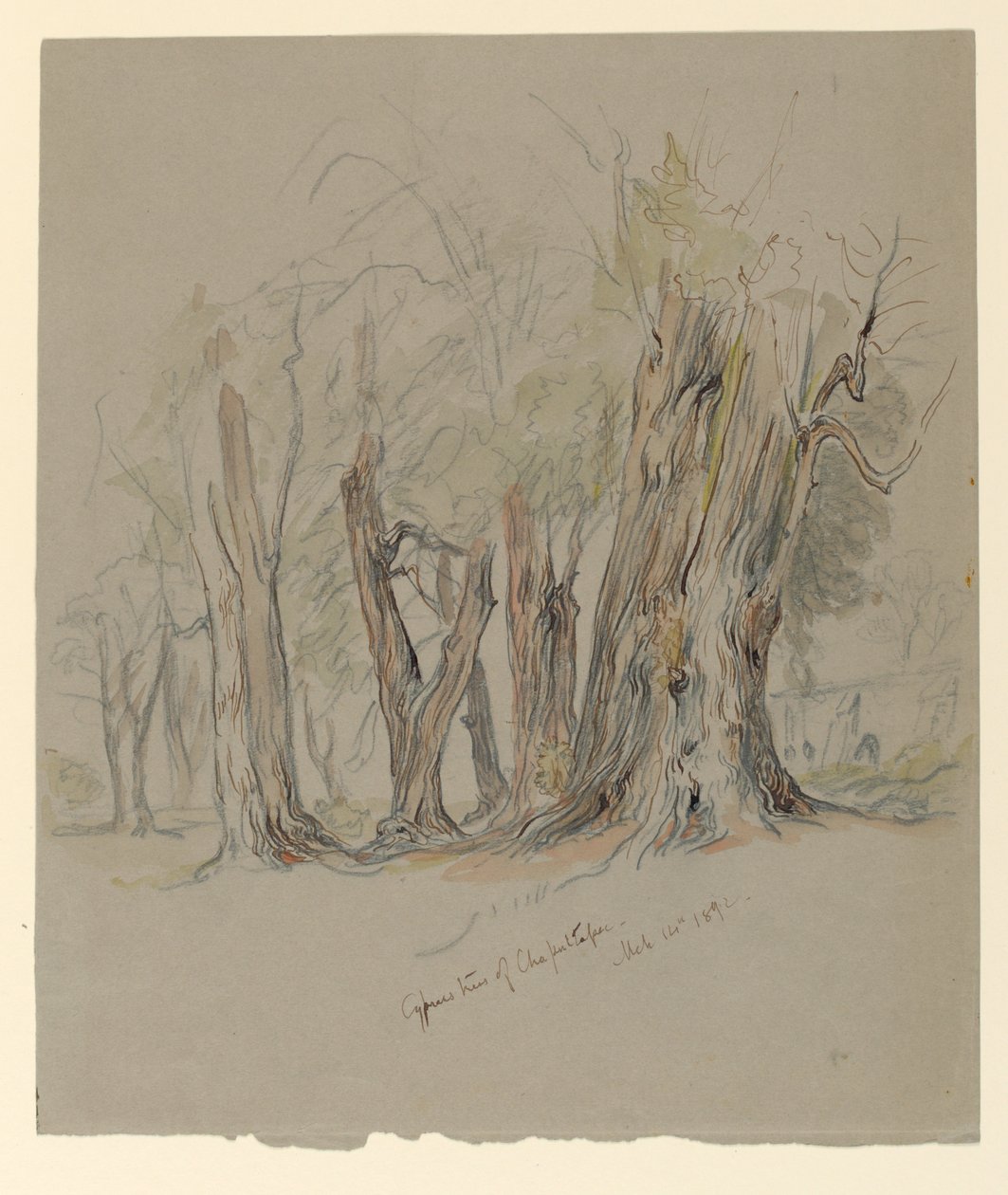 Cypress Trees of Chapultepec, Meksiko tekijältä Samuel Colman
