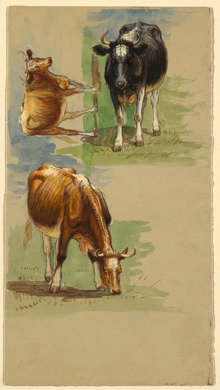 Piirustus, karja, härkä, 1875-80 tekijältä Samuel Colman