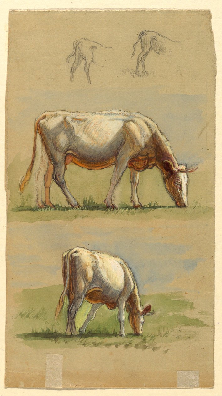 Piirros, Karja, kaksi laiduntavaa lehmää ja vasikoiden selkä, 1875-80 tekijältä Samuel Colman