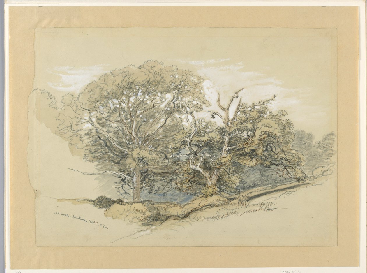 Piirustus, Oak Wood, Montauk, New York, 8. syyskuuta 1880. tekijältä Samuel Colman