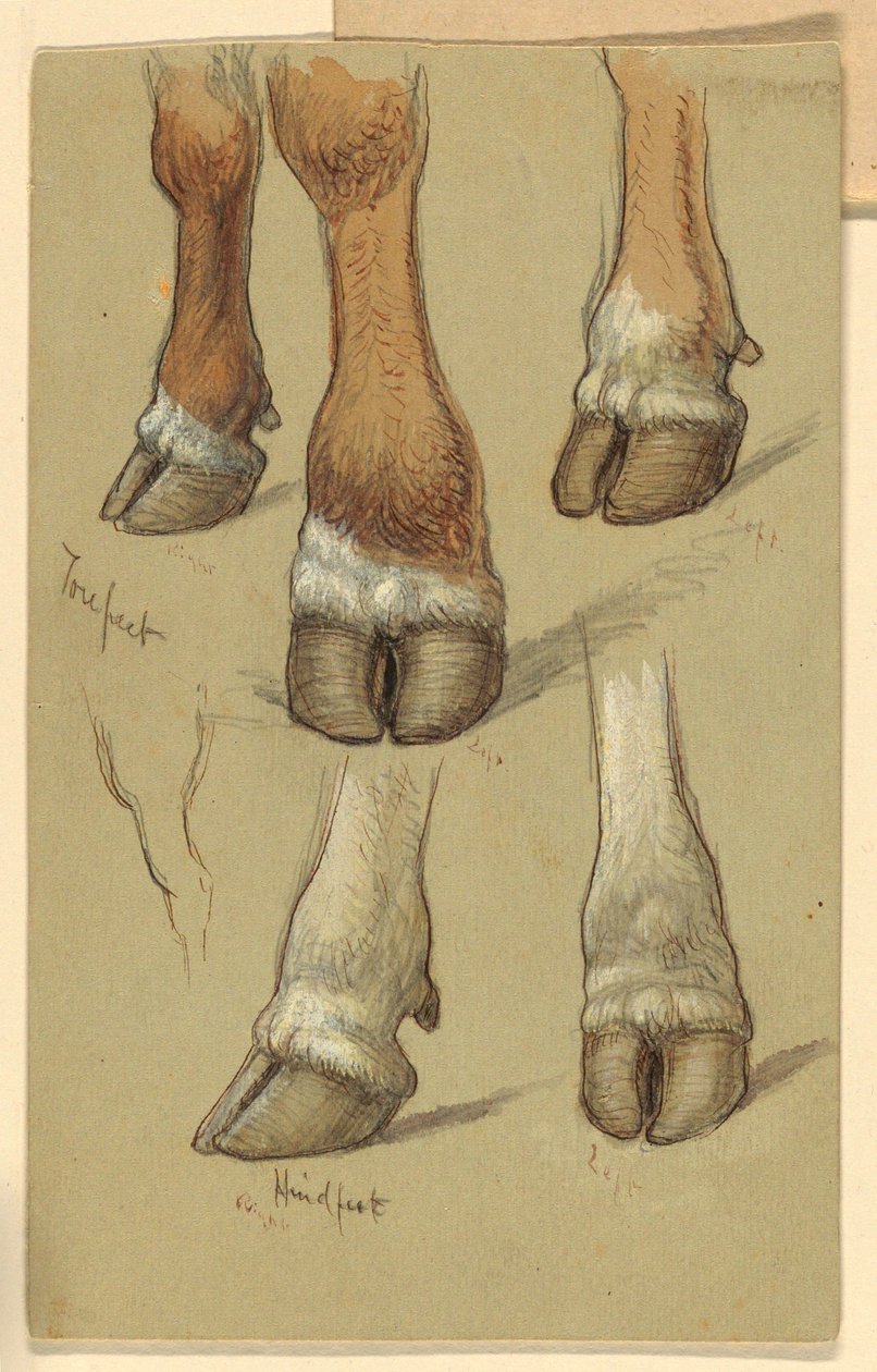 Piirustus, Tutkimuksia karjan jälkeen, 1871 tekijältä Samuel Colman