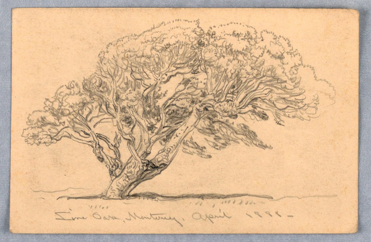 Piirtäminen, tutkimukset. Puut, Santa Barbara, Kalifornia, 1888 tekijältä Samuel Colman