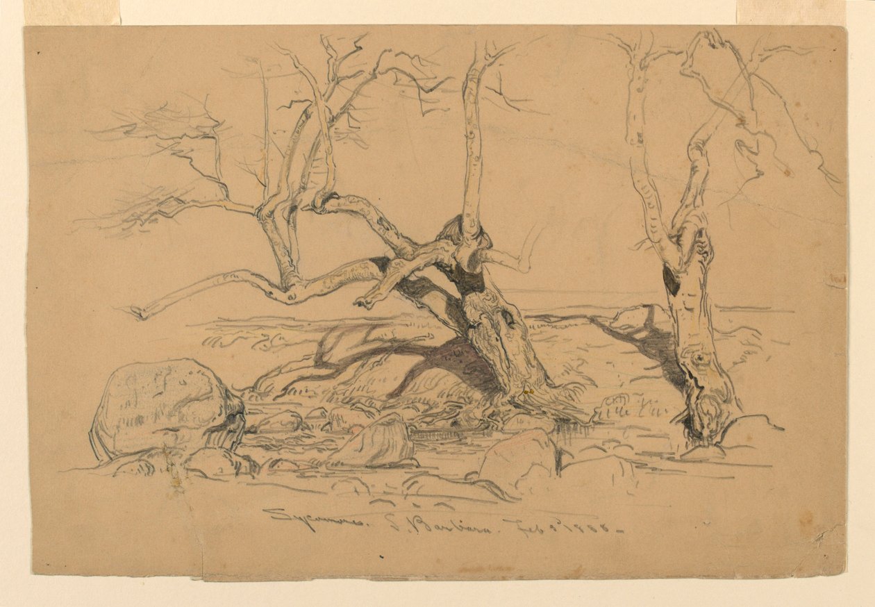 Piirtäminen, tutkimukset. Puut, Santa Barbara, Kalifornia, 3. helmikuuta 1888. tekijältä Samuel Colman