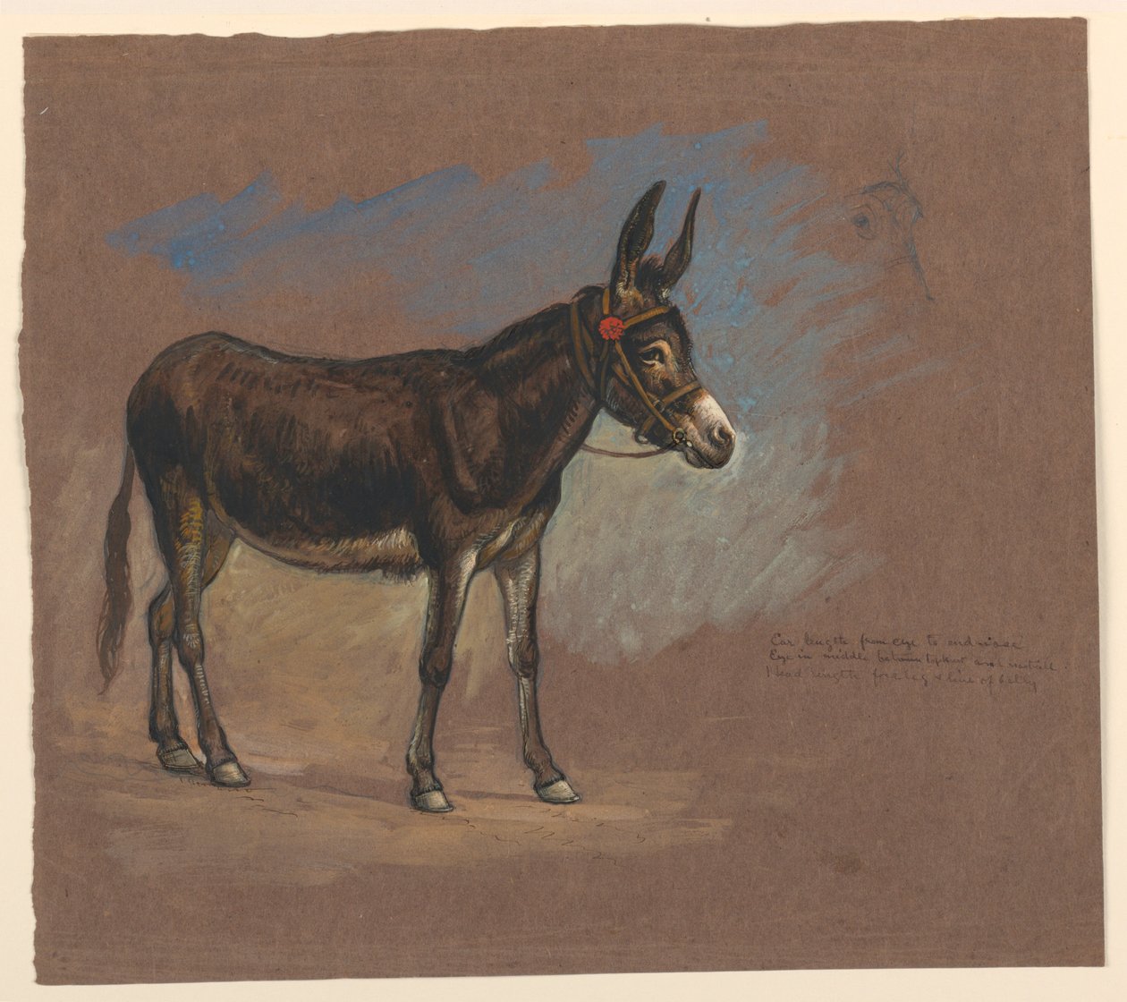 Piirustus, Tutkimus. Muuli, 1872-75 tekijältä Samuel Colman