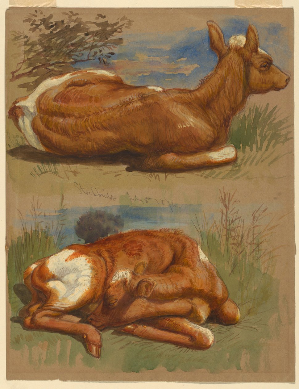 Piirros, Kolme vasikkatutkimusta, Stockbridge, 7. heinäkuuta 1876. tekijältä Samuel Colman