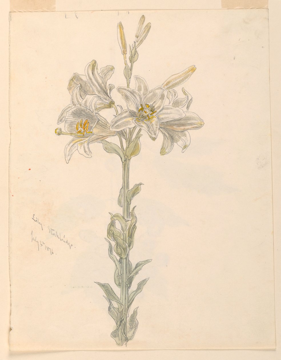 Lily, Stockbridge tekijältä Samuel Colman