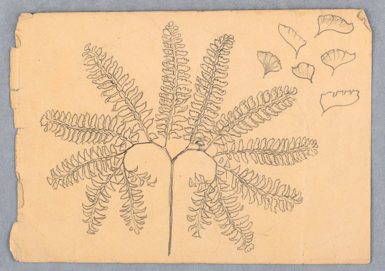 Maidenhair Saniainen tekijältä Samuel Colman