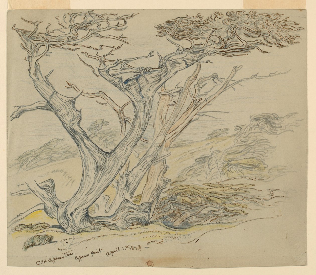 Tutkimus vanhoista sypressipuista, Cypress Point tekijältä Samuel Colman
