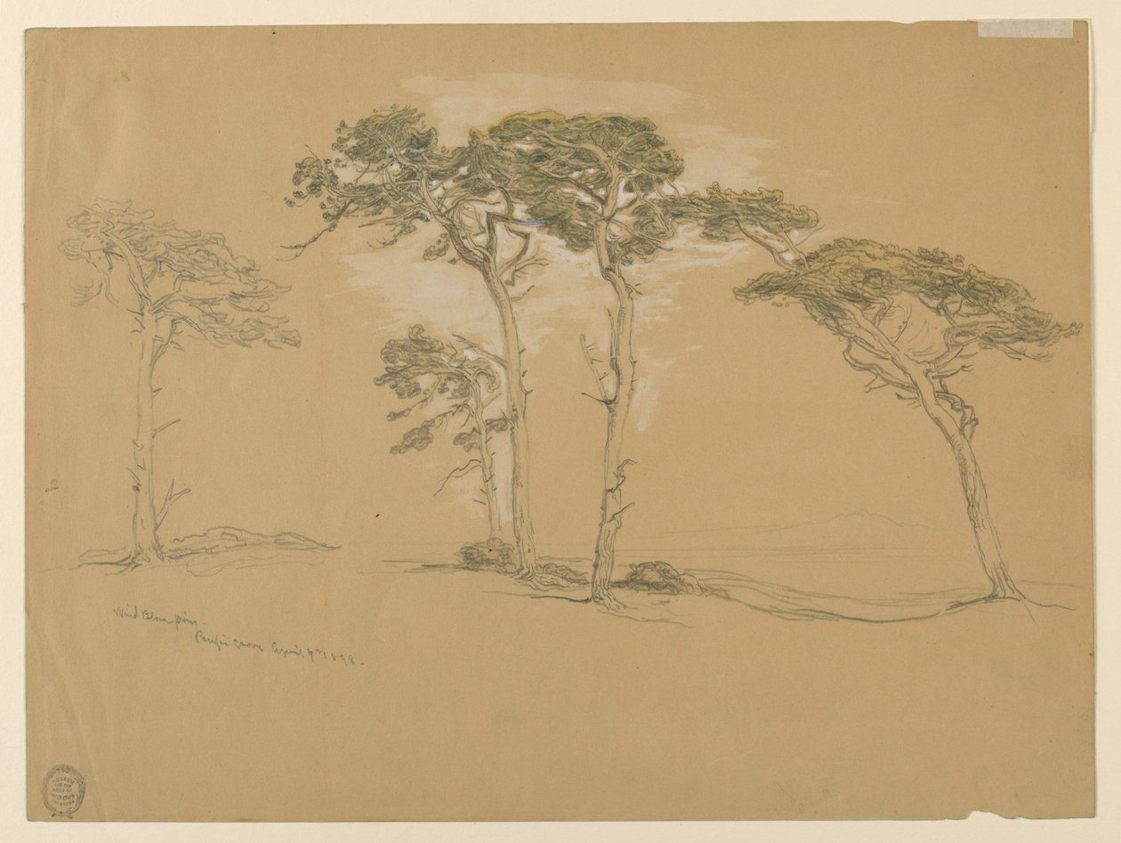 Windblown Pines, Pacific Grove. Verso: Tyynenmeren rannikkotie Point Suriin. tekijältä Samuel Colman