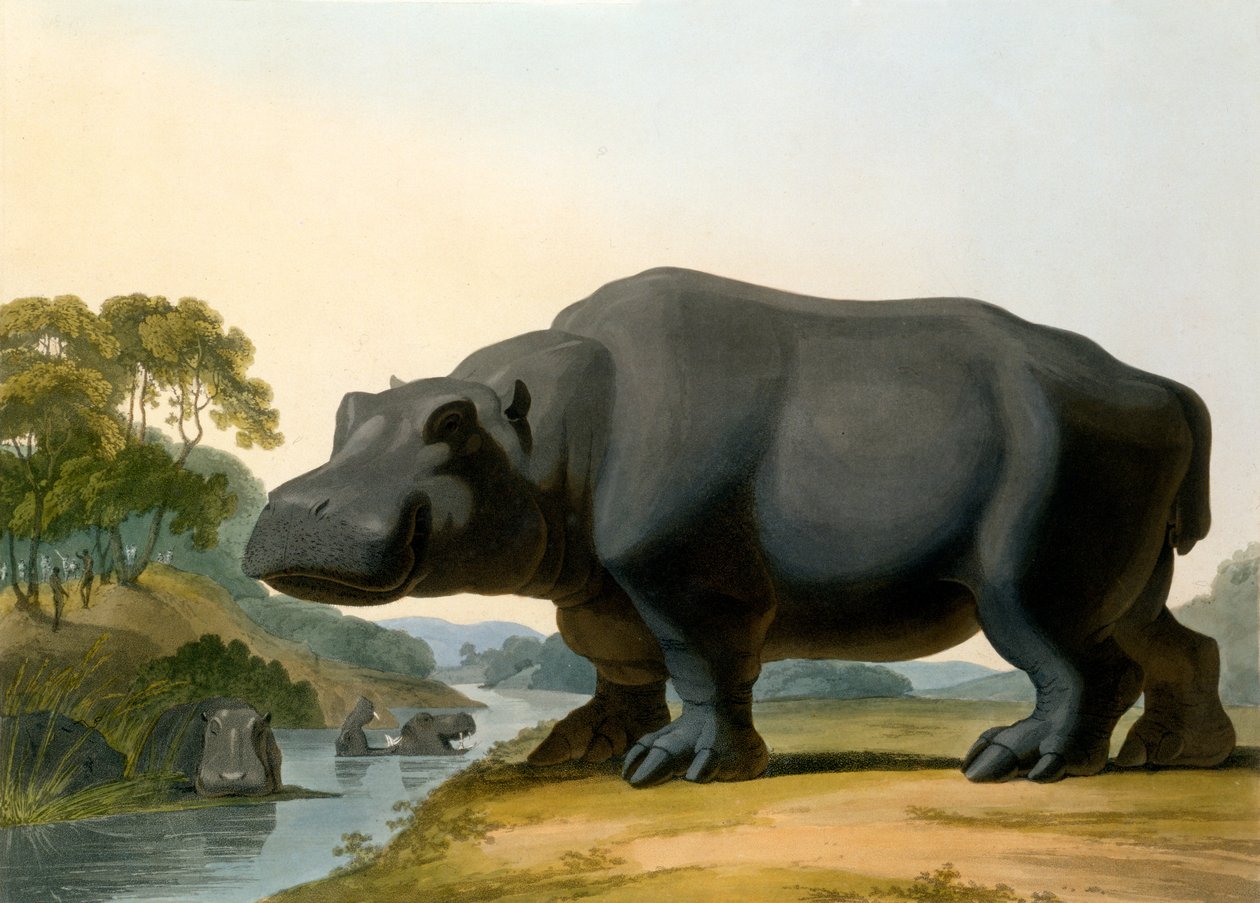 Virtahepo, 1804 tekijältä Samuel Daniell