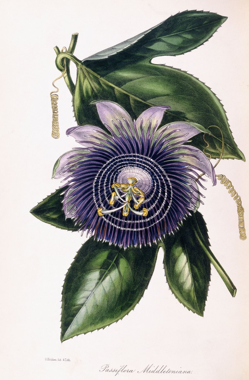 Passiflora Middletoniana, n. 1834-1849 tekijältä Samuel Holden