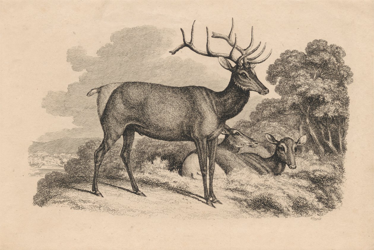 Um Buck e Dois Doefinnish tekijältä Samuel Howitt